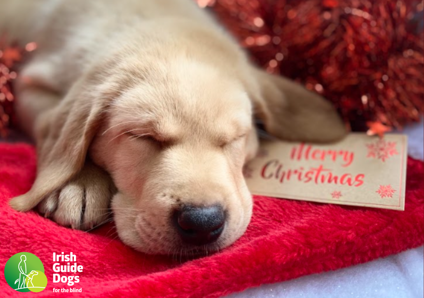 Christmas Cards Pack 2025 (Single Pack)