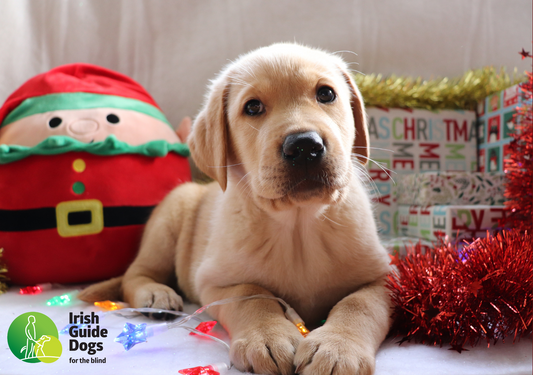 Christmas Cards Pack 2025 (Single Pack)