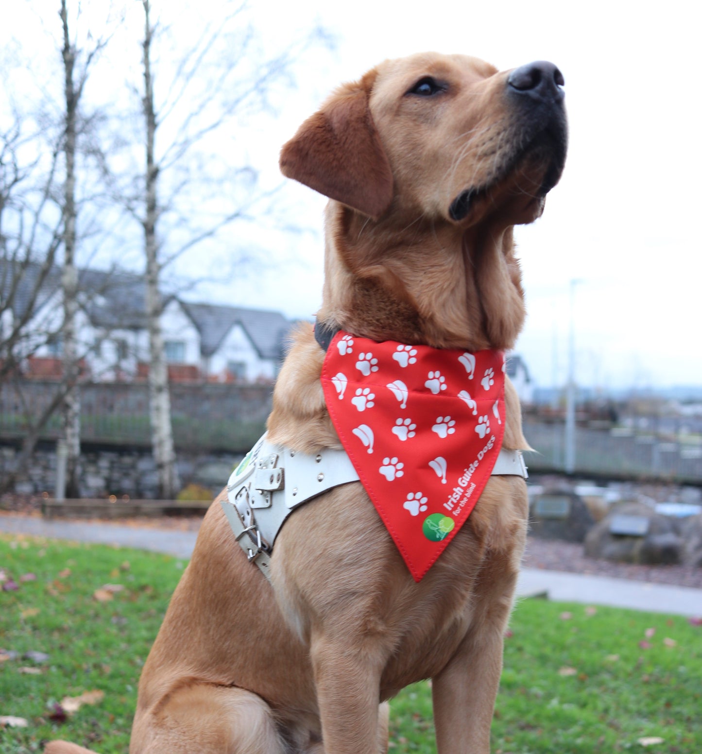 Christmas Bandana