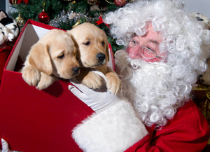Santa with two puppies.