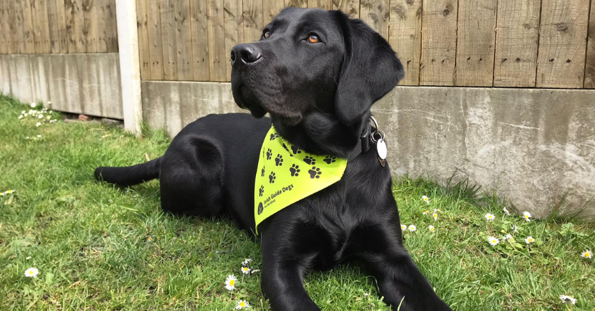 Visit our Gift Shop Irish Guide Dogs for the Blind