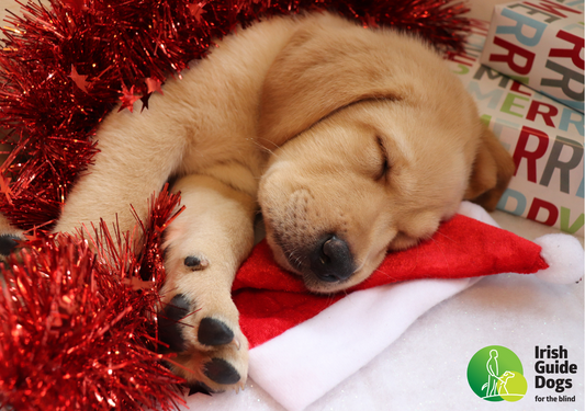 Christmas Cards Pack 2025 (Single Pack)