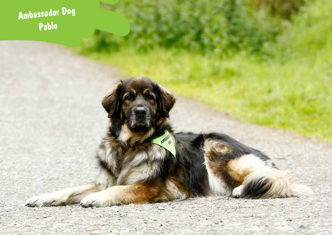 Labrador Bernese Leonberger Cross Clubdefotografia Golden