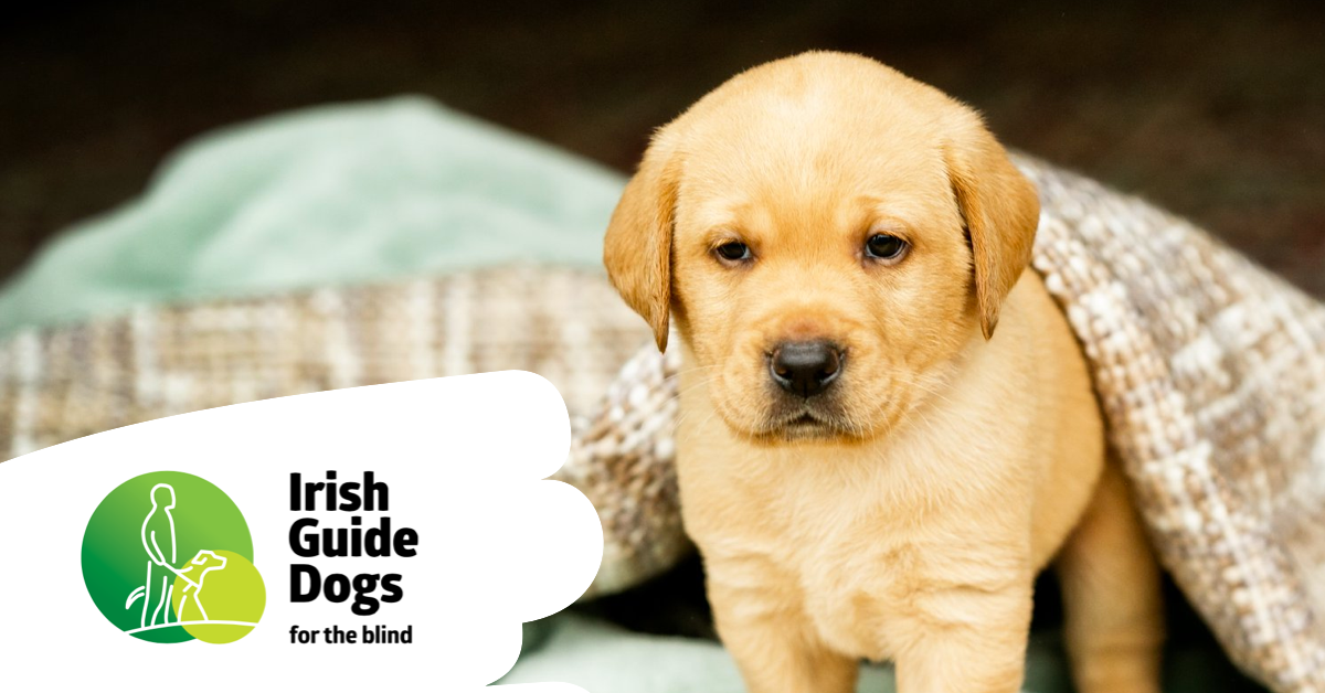 Guide Dogs Lodo Products – Page 2 – Irish Guide Dogs for the Blind